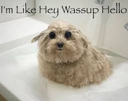 Fetty Wap concert