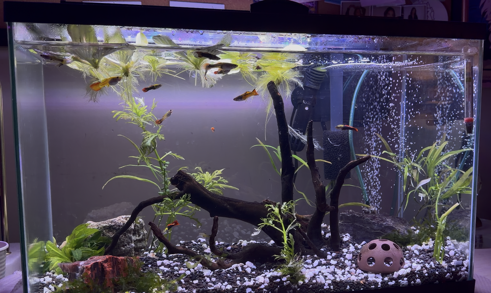 Fish tank after rescape