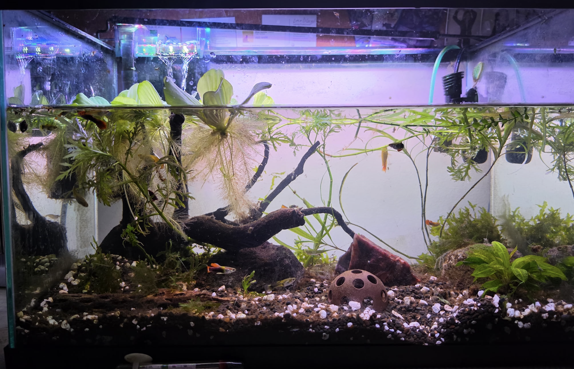 Fish tank before rescape