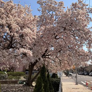cherry blossoms